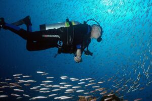 A scuba diver swims through a towering kelp forest beneath clear blue ocean water.